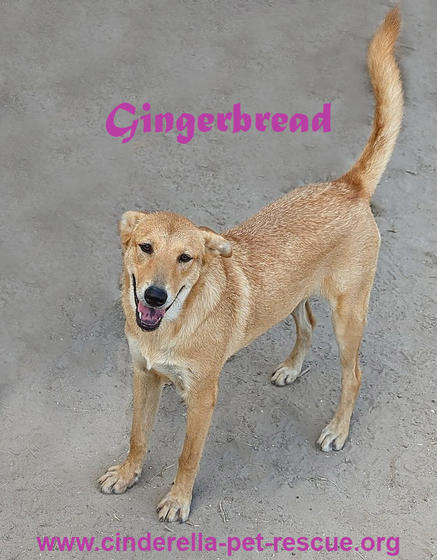 Gingerbread, an adoptable Shepherd, Chow Chow in Mission, TX, 78574 | Photo Image 1