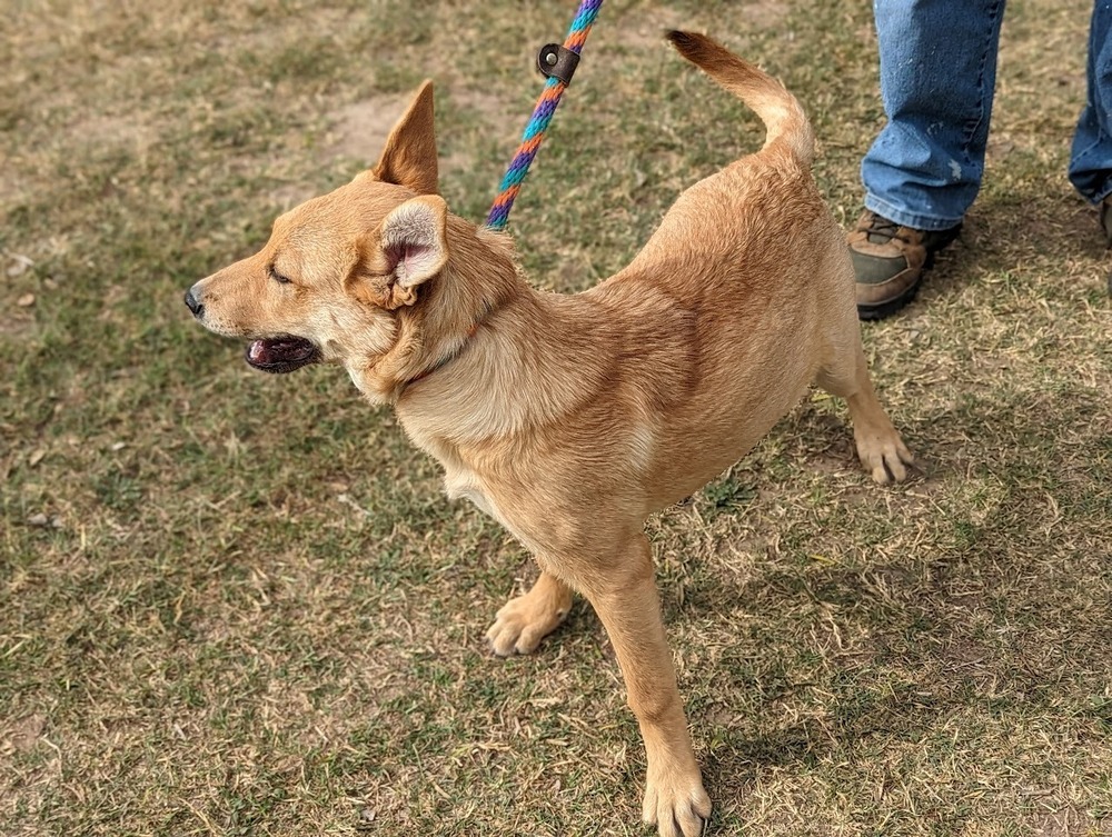 Gingerbread, an adoptable Shepherd, Chow Chow in Mission, TX, 78574 | Photo Image 2