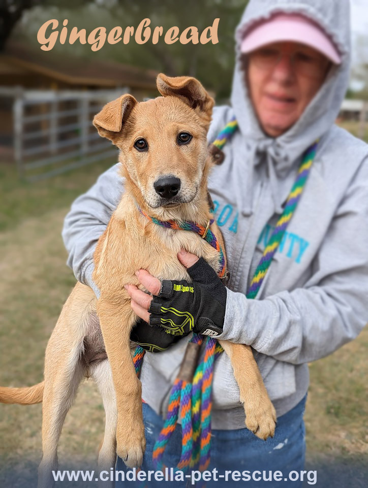 Gingerbread, an adoptable Shepherd, Chow Chow in Mission, TX, 78574 | Photo Image 3