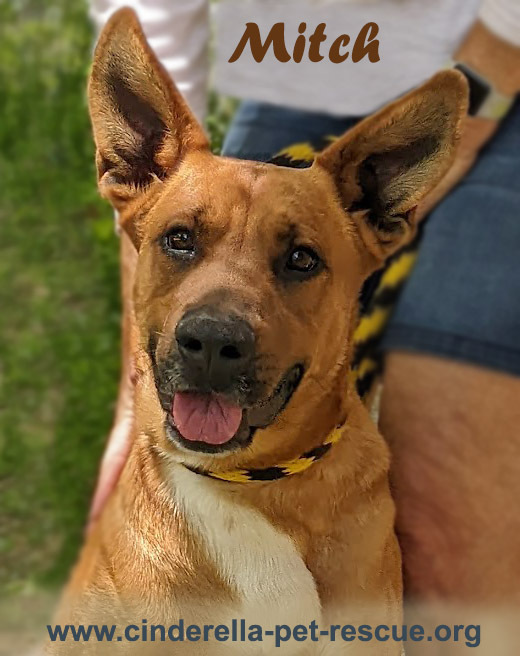 Mitch, an adoptable Shepherd, Labrador Retriever in Mission, TX, 78574 | Photo Image 1