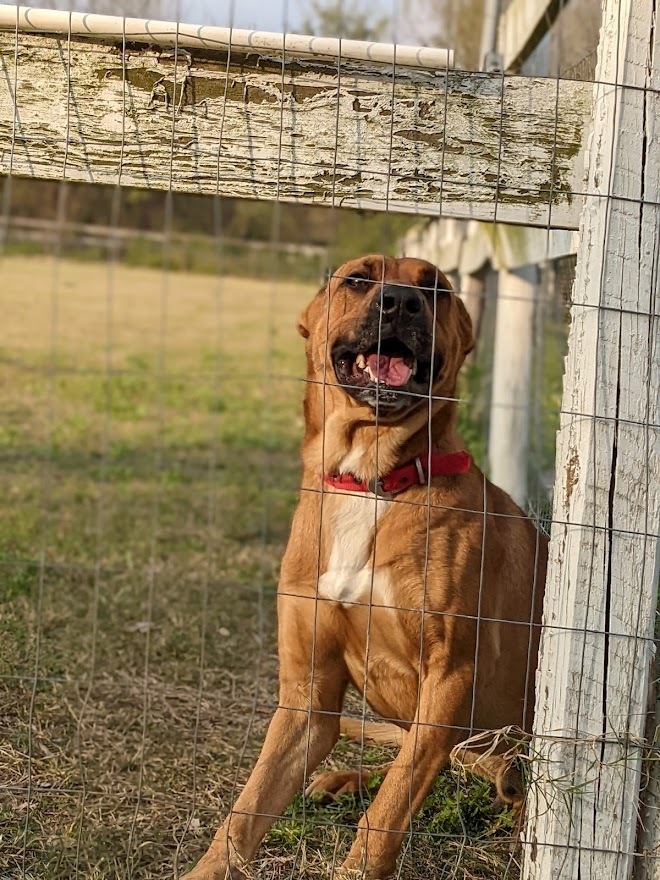 Mitch, an adoptable Shepherd, Labrador Retriever in Mission, TX, 78574 | Photo Image 2