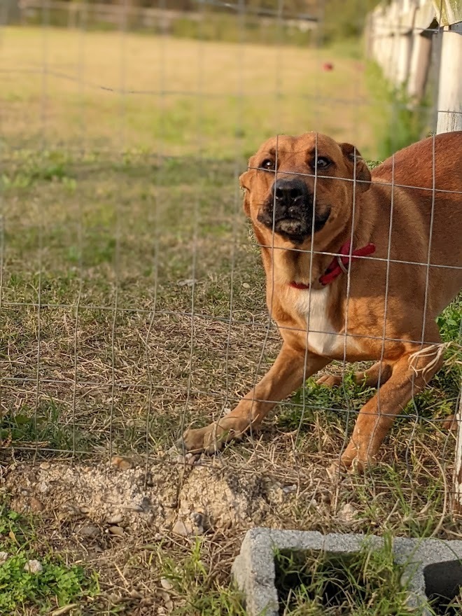 Mitch, an adoptable Shepherd, Labrador Retriever in Mission, TX, 78574 | Photo Image 3