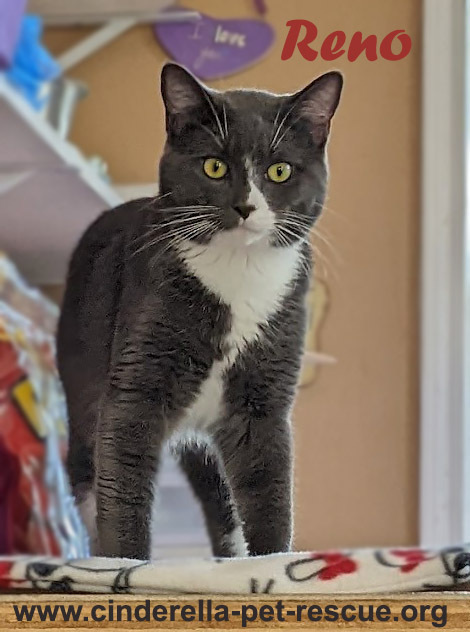 Reno, an adoptable Domestic Short Hair in Mission, TX, 78574 | Photo Image 1