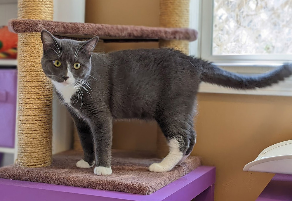 Reno, an adoptable Domestic Short Hair in Mission, TX, 78574 | Photo Image 2