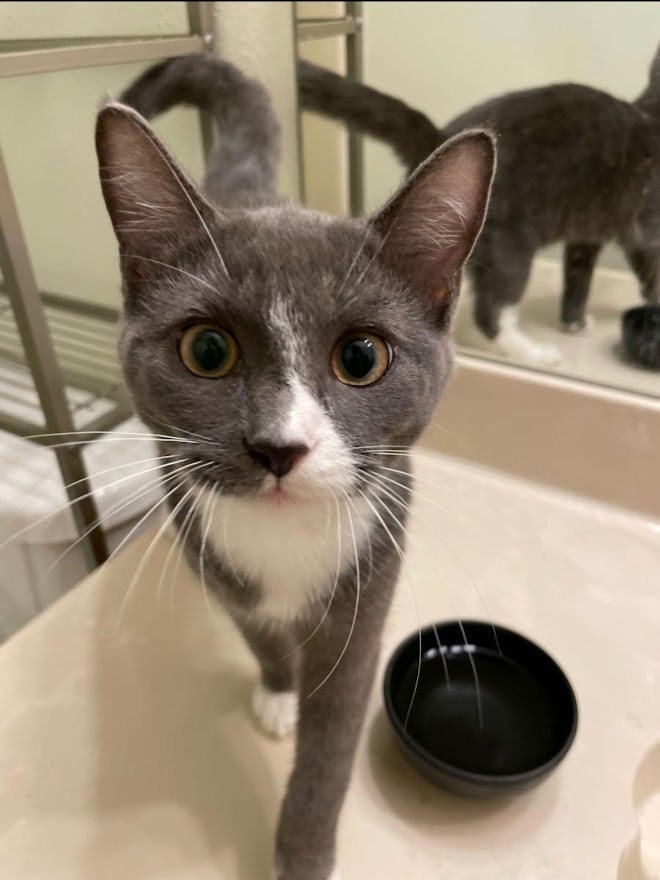 Reno, an adoptable Domestic Short Hair in Mission, TX, 78574 | Photo Image 4