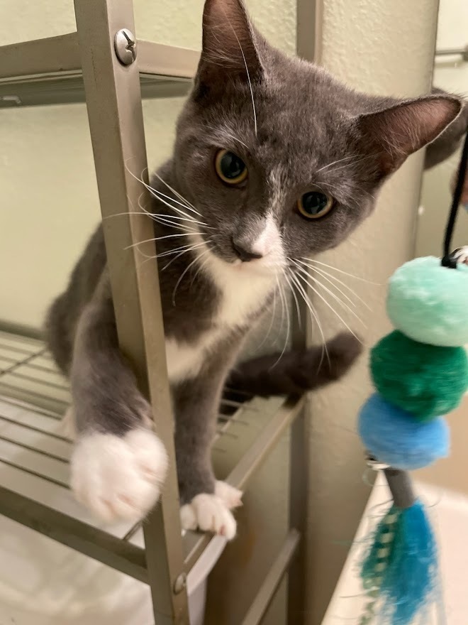 Reno, an adoptable Domestic Short Hair in Mission, TX, 78574 | Photo Image 5