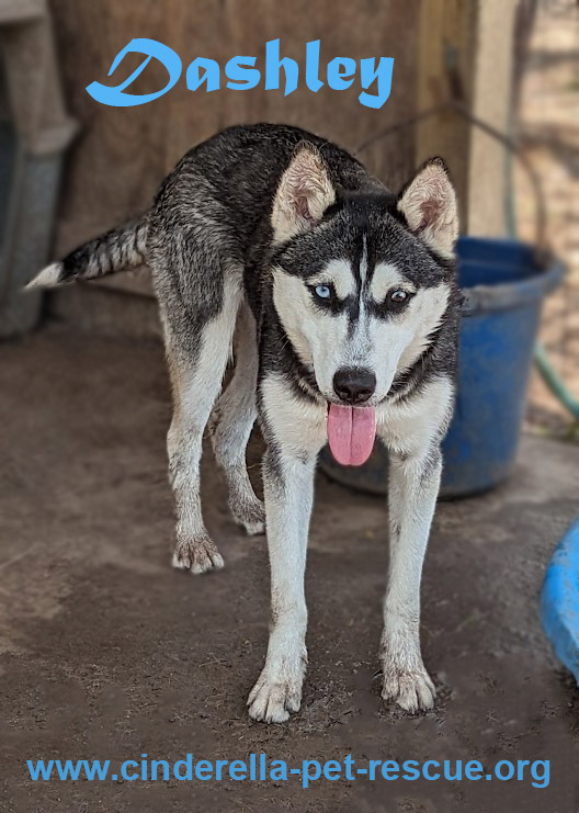 Dashley, an adoptable Siberian Husky in Mission, TX, 78574 | Photo Image 1