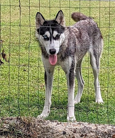 Dashley, an adoptable Siberian Husky in Mission, TX, 78574 | Photo Image 2