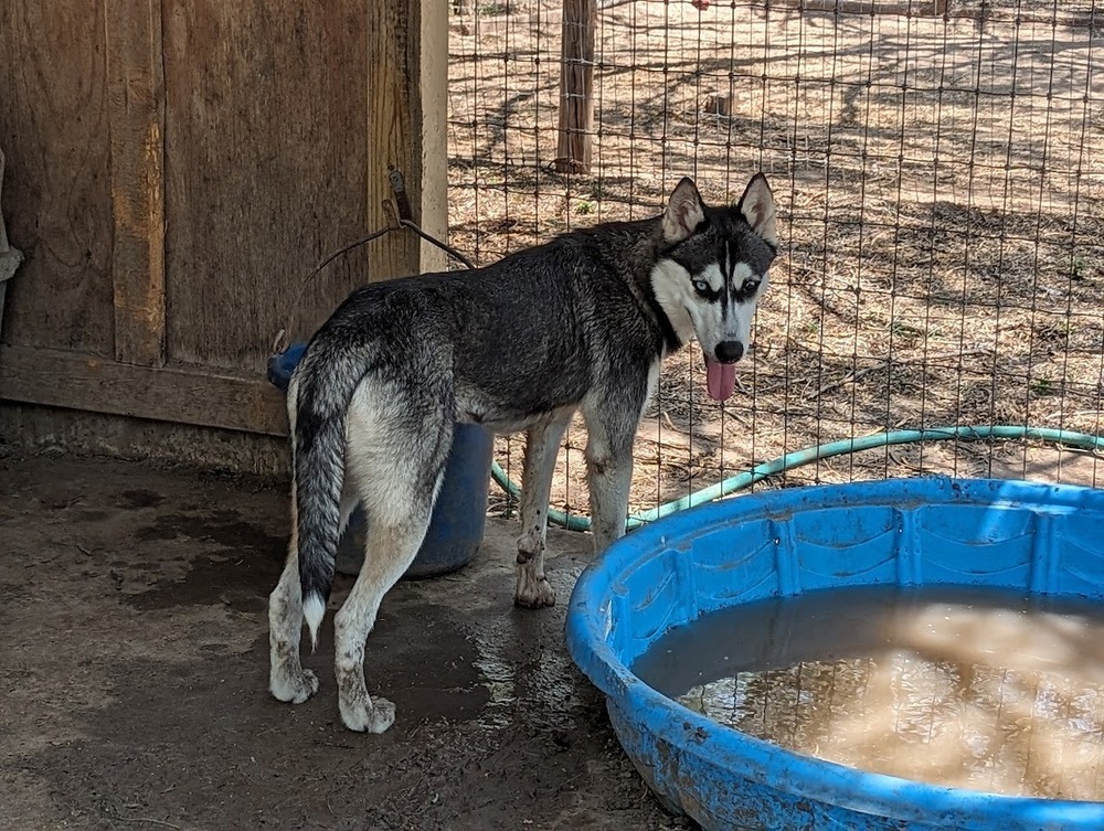 Dashley, an adoptable Siberian Husky in Mission, TX, 78574 | Photo Image 3