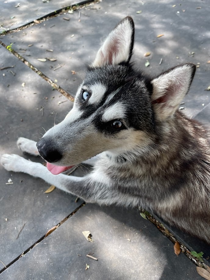 Dashley, an adoptable Siberian Husky in Mission, TX, 78574 | Photo Image 4