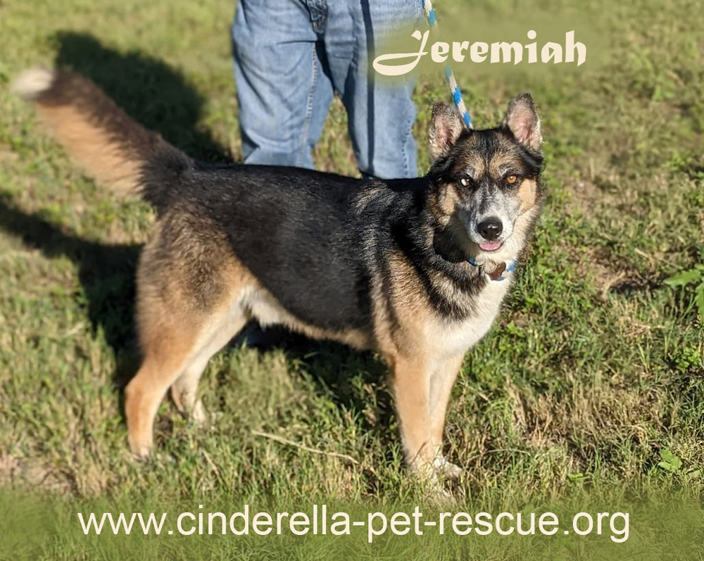 Jeremiah, an adoptable Shepherd, Husky in Mission, TX, 78574 | Photo Image 1