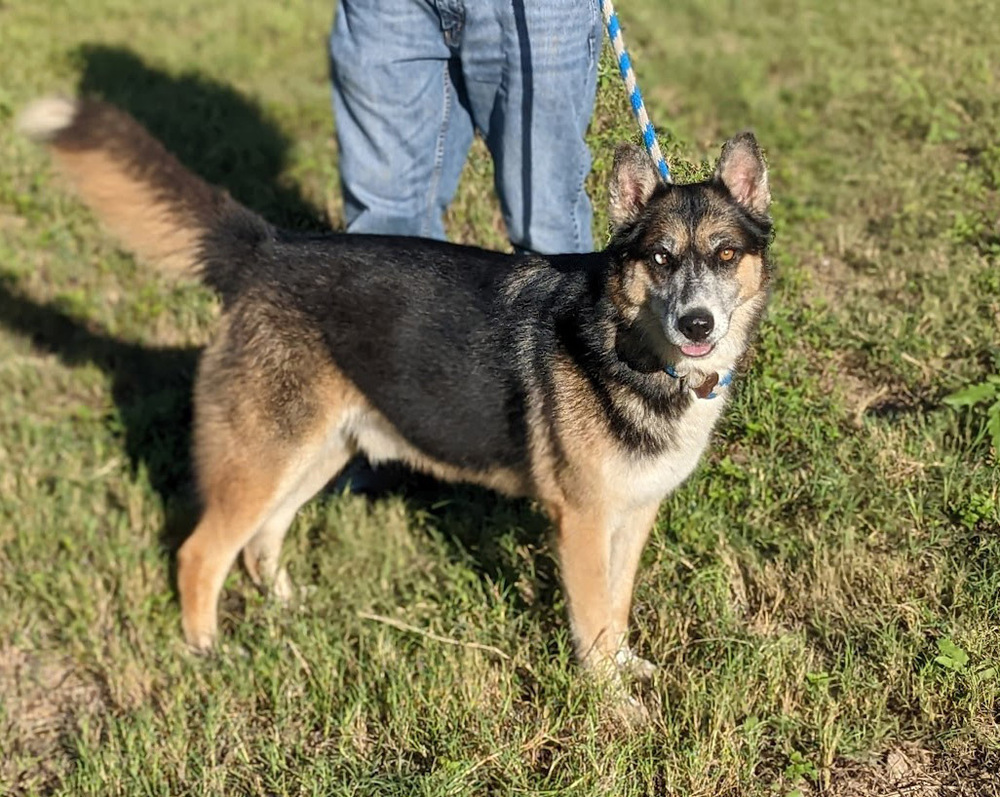 Jeremiah, an adoptable Shepherd, Husky in Mission, TX, 78574 | Photo Image 2