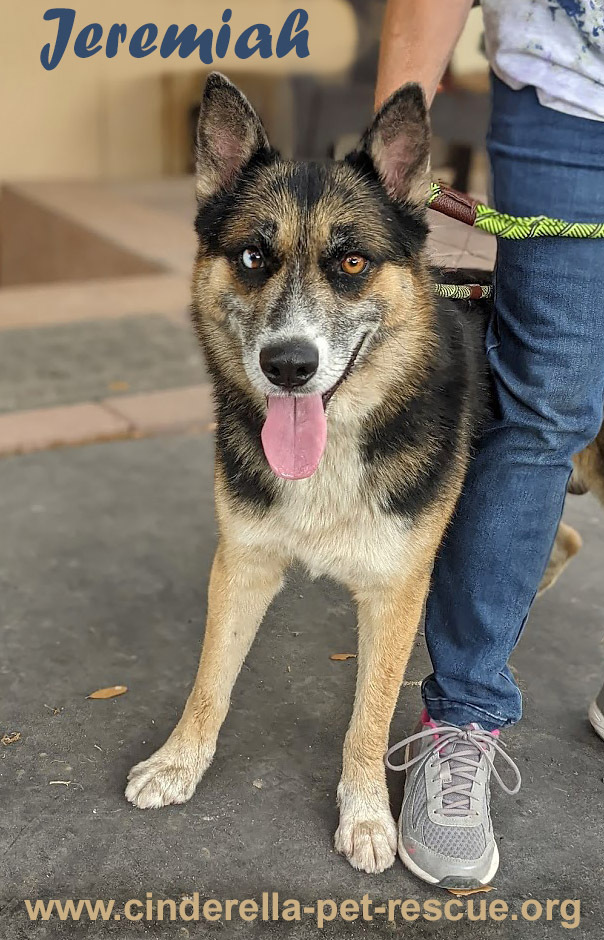 Jeremiah, an adoptable Shepherd, Husky in Mission, TX, 78574 | Photo Image 2
