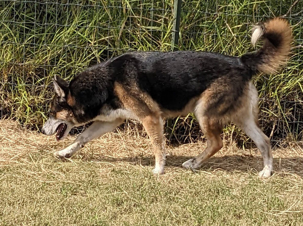 Jeremiah, an adoptable Shepherd, Husky in Mission, TX, 78574 | Photo Image 3