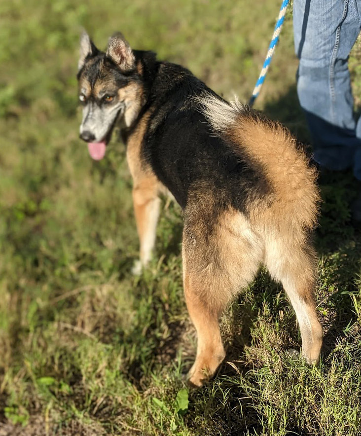 Jeremiah, an adoptable Shepherd, Husky in Mission, TX, 78574 | Photo Image 5