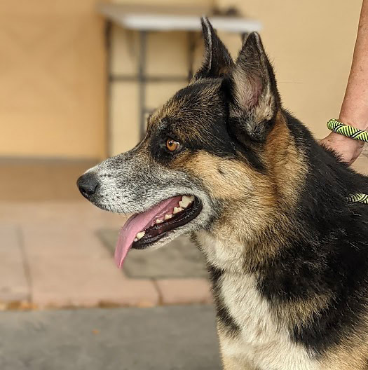 Jeremiah, an adoptable Shepherd, Husky in Mission, TX, 78574 | Photo Image 5