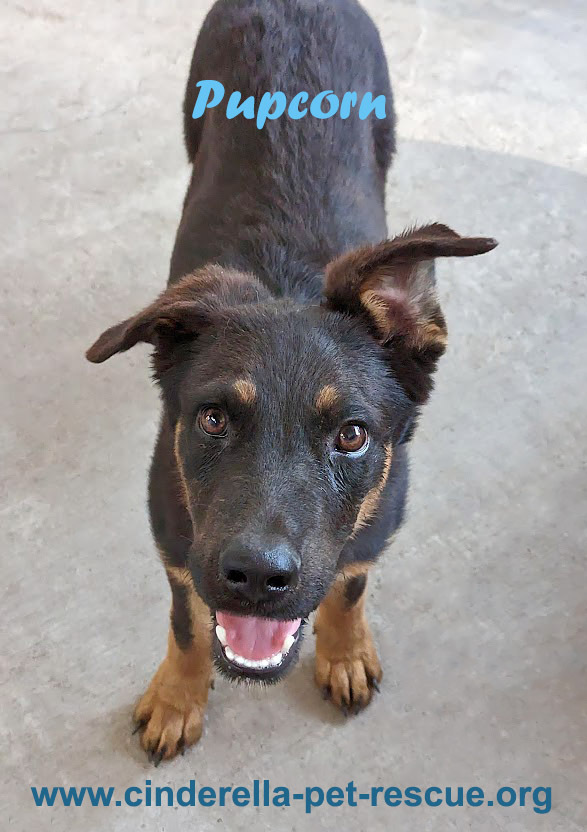 Pupcorn, an adoptable Australian Shepherd, Spaniel in Mission, TX, 78574 | Photo Image 1