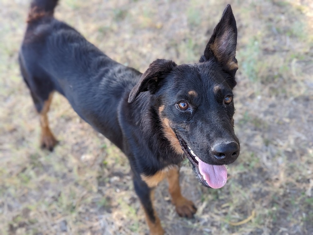 Pupcorn, an adoptable Australian Shepherd, Spaniel in Mission, TX, 78574 | Photo Image 2