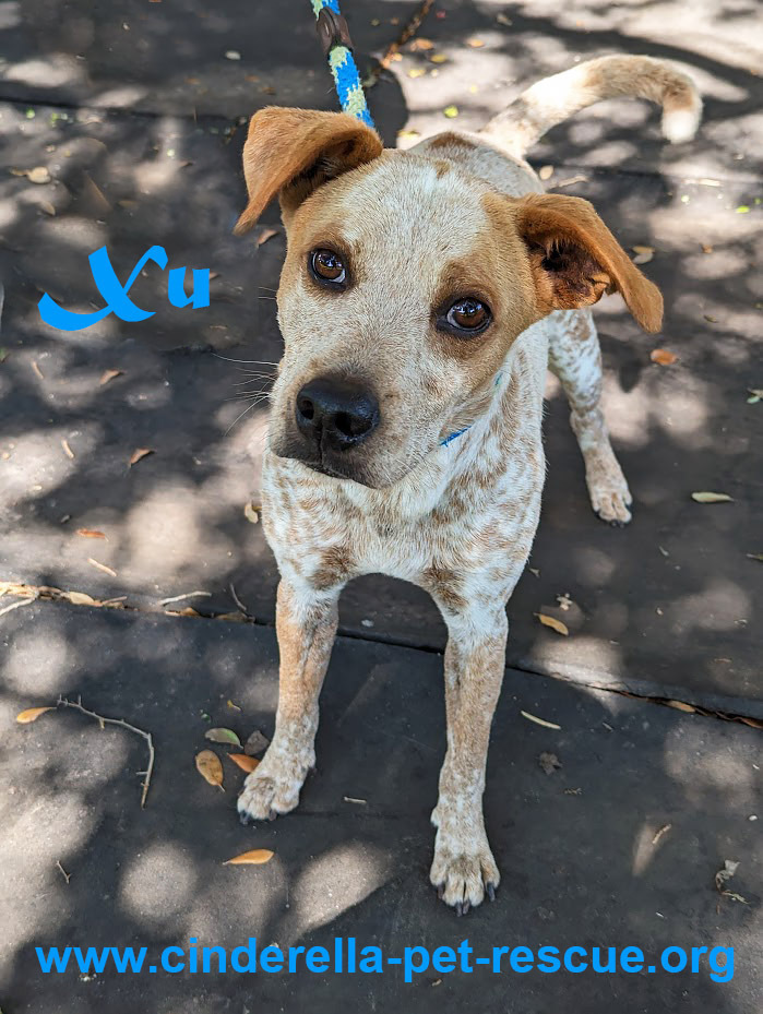 Xu, an adoptable Australian Cattle Dog / Blue Heeler in Mission, TX, 78574 | Photo Image 1
