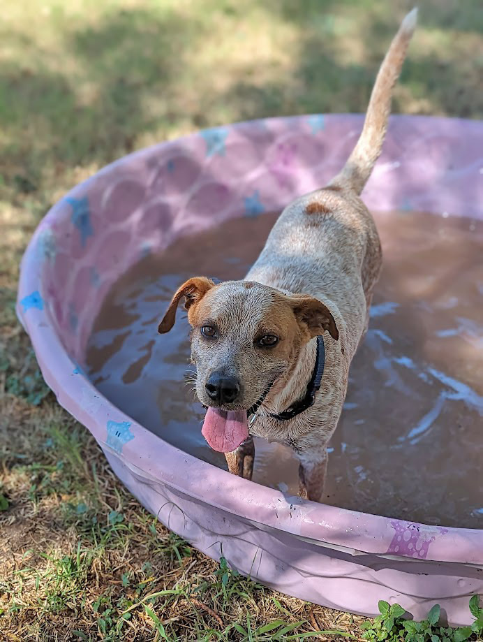 Xu, an adoptable Australian Cattle Dog / Blue Heeler in Mission, TX, 78574 | Photo Image 2