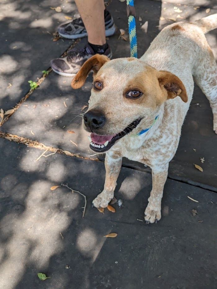 Xu, an adoptable Australian Cattle Dog / Blue Heeler in Mission, TX, 78574 | Photo Image 3