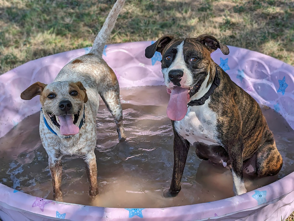 Xu, an adoptable Australian Cattle Dog / Blue Heeler in Mission, TX, 78574 | Photo Image 4