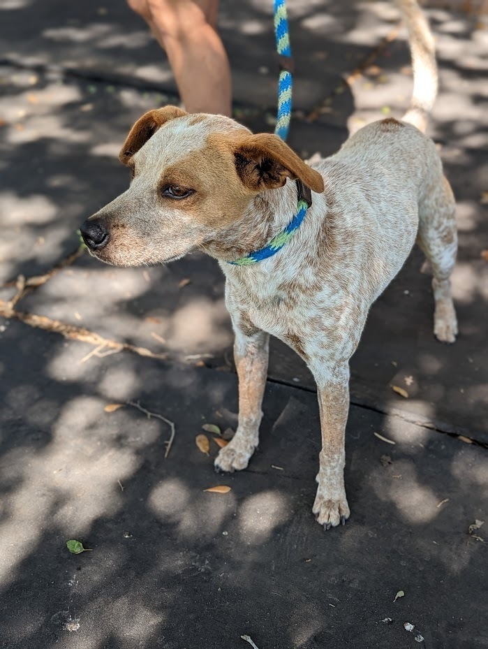 Xu, an adoptable Australian Cattle Dog / Blue Heeler in Mission, TX, 78574 | Photo Image 5
