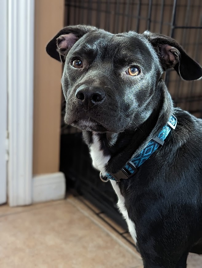 Ink, an adoptable Boston Terrier, Staffordshire Bull Terrier in Mission, TX, 78574 | Photo Image 1