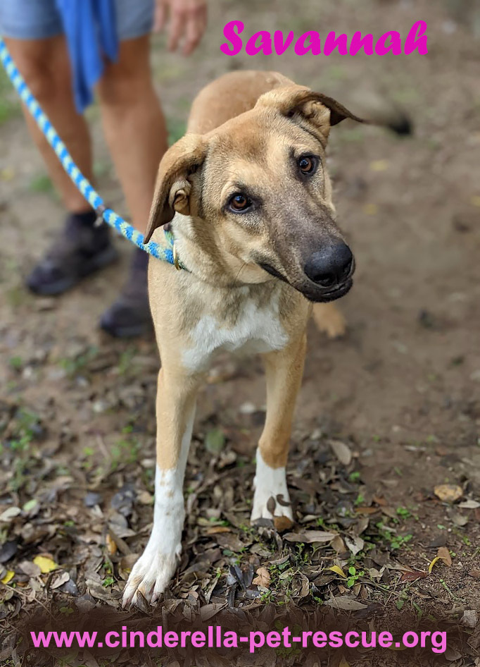 Savannah, an adoptable Shepherd in Mission, TX, 78574 | Photo Image 1