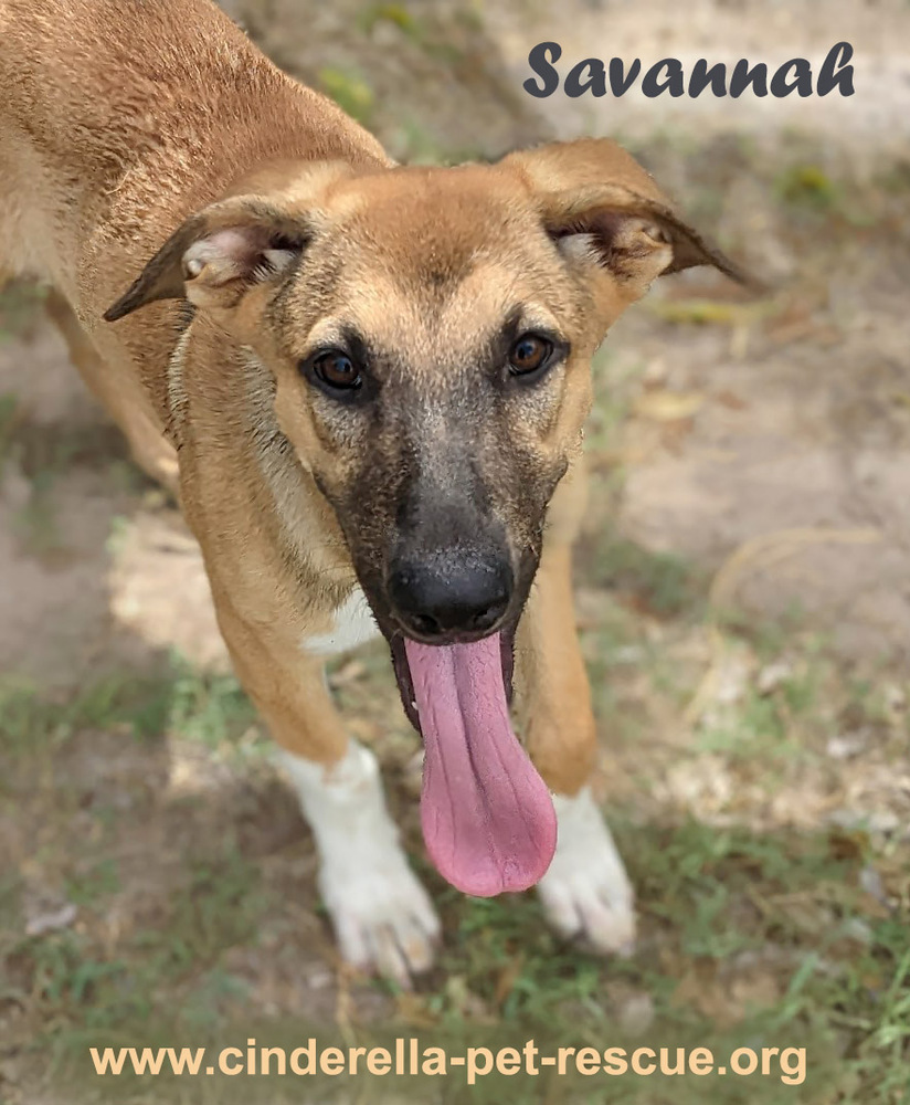 Savannah, an adoptable Shepherd in Mission, TX, 78574 | Photo Image 3