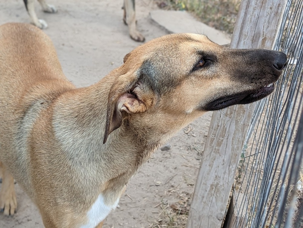 Savannah, an adoptable Shepherd in Mission, TX, 78574 | Photo Image 5