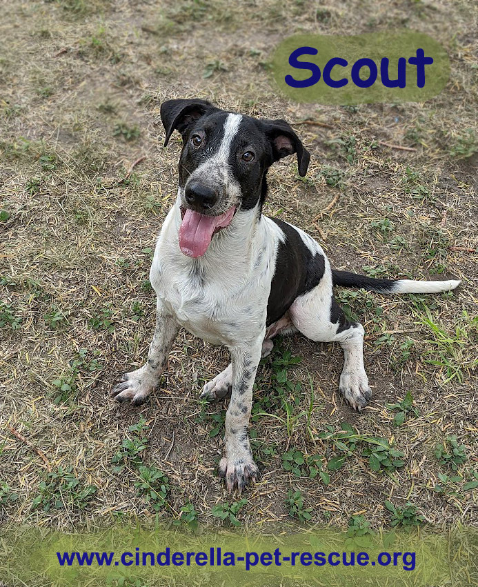 Scout, an adoptable Pointer in Mission, TX, 78574 | Photo Image 1