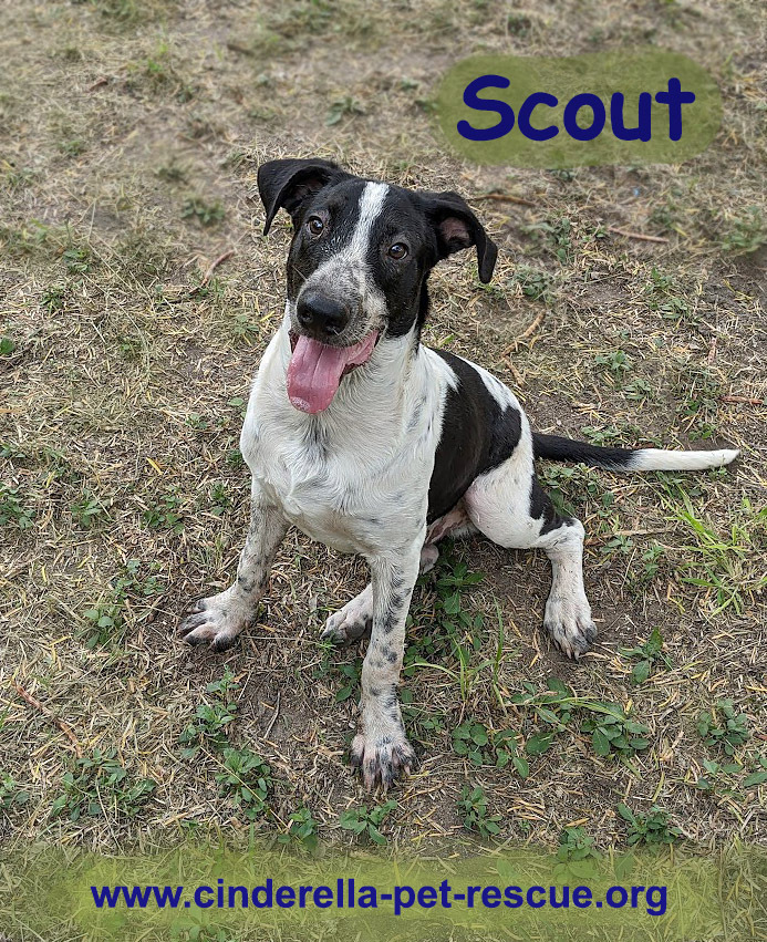 Scout