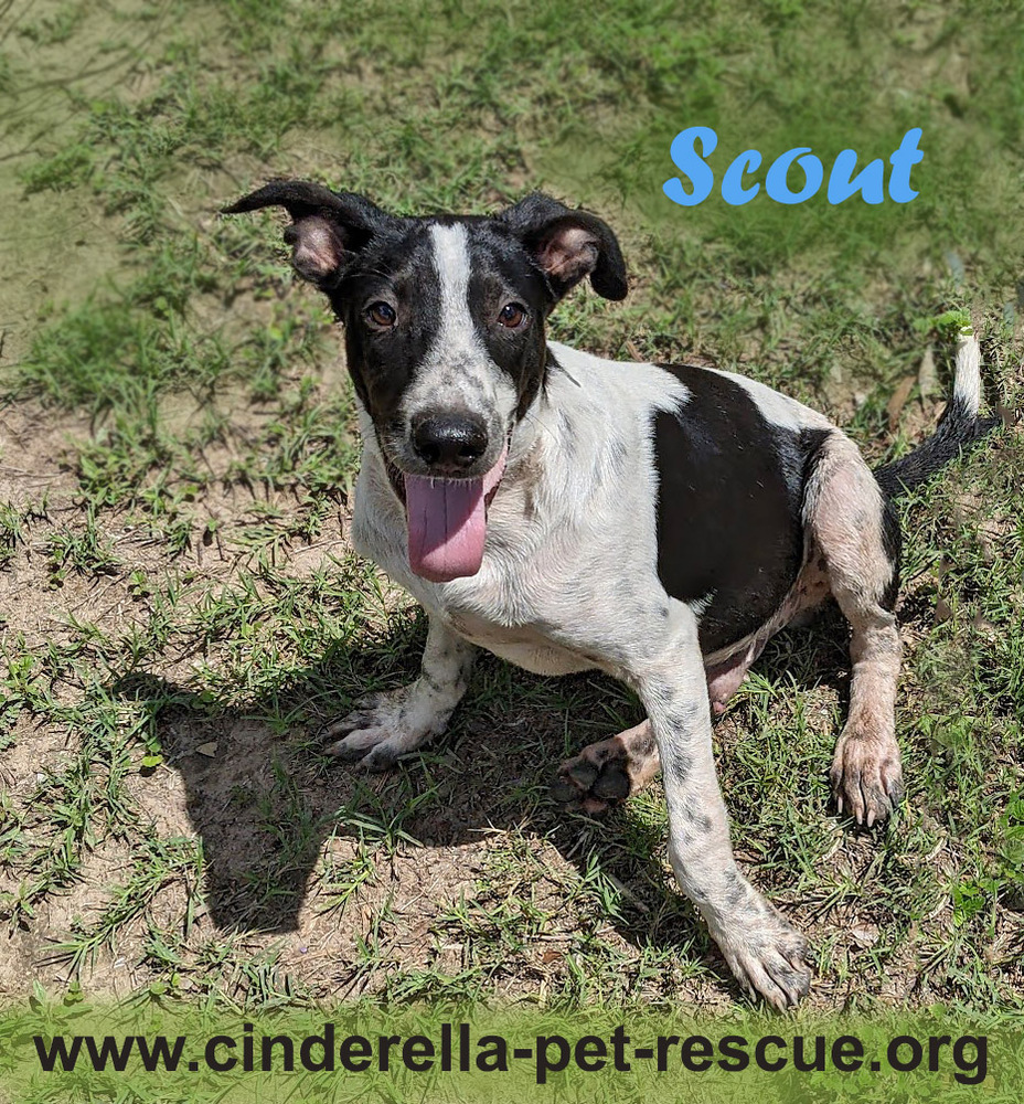 Scout, an adoptable Pointer in Mission, TX, 78574 | Photo Image 2