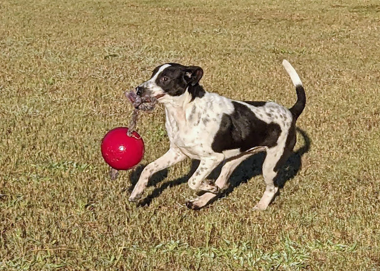 Scout, an adoptable Pointer in Mission, TX, 78574 | Photo Image 3