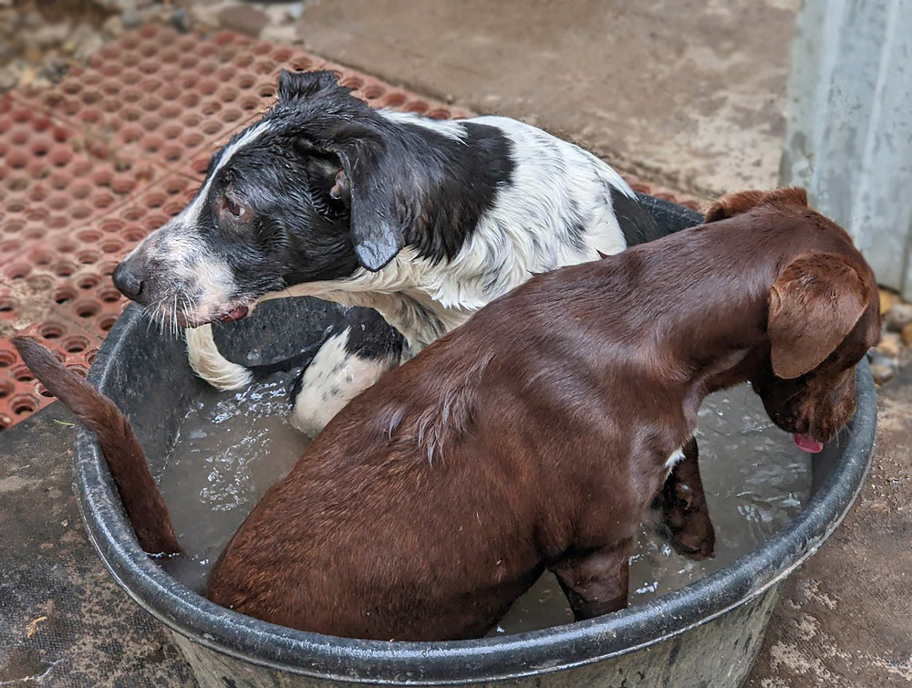 Scout, an adoptable Pointer in Mission, TX, 78574 | Photo Image 5