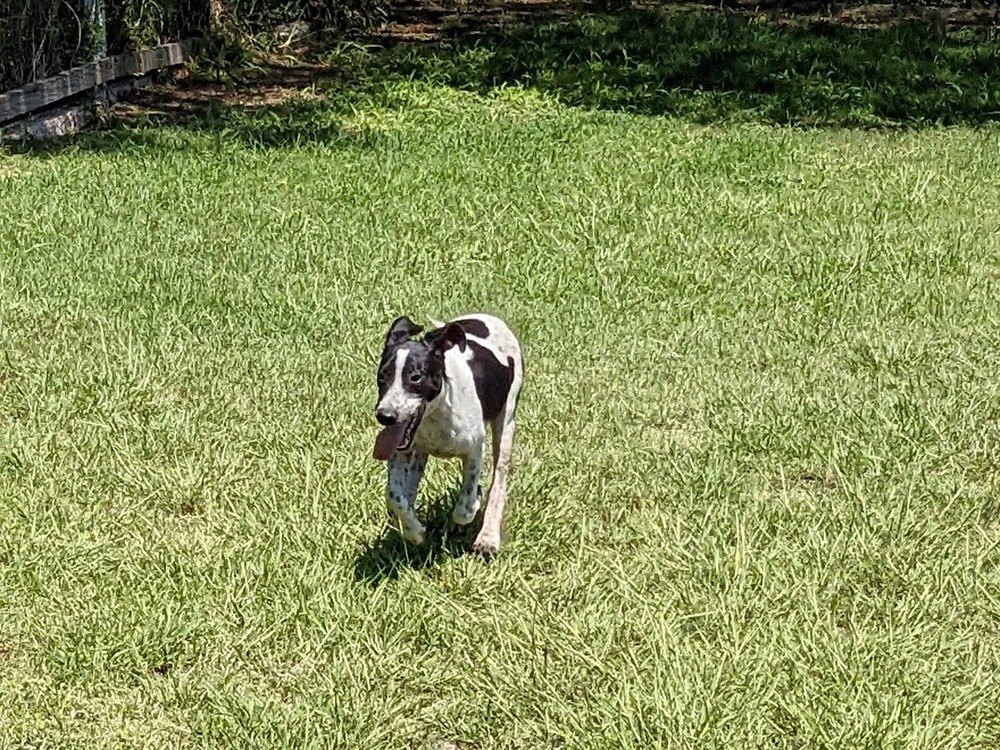 Scout, an adoptable Pointer in Mission, TX, 78574 | Photo Image 6