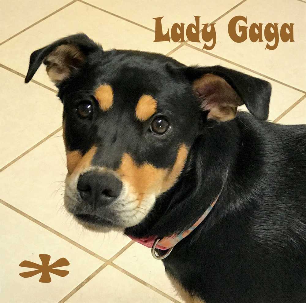 Lady Gaga, an adoptable Rottweiler, Chow Chow in Mission, TX, 78574 | Photo Image 1