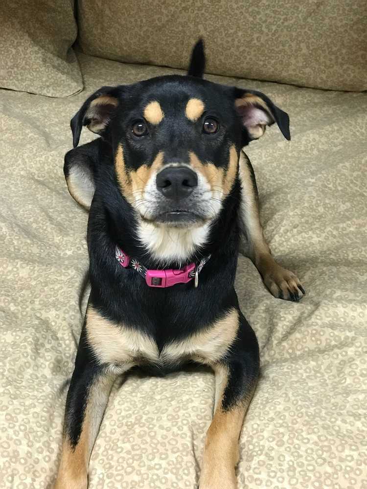 Lady Gaga, an adoptable Rottweiler, Chow Chow in Mission, TX, 78574 | Photo Image 2