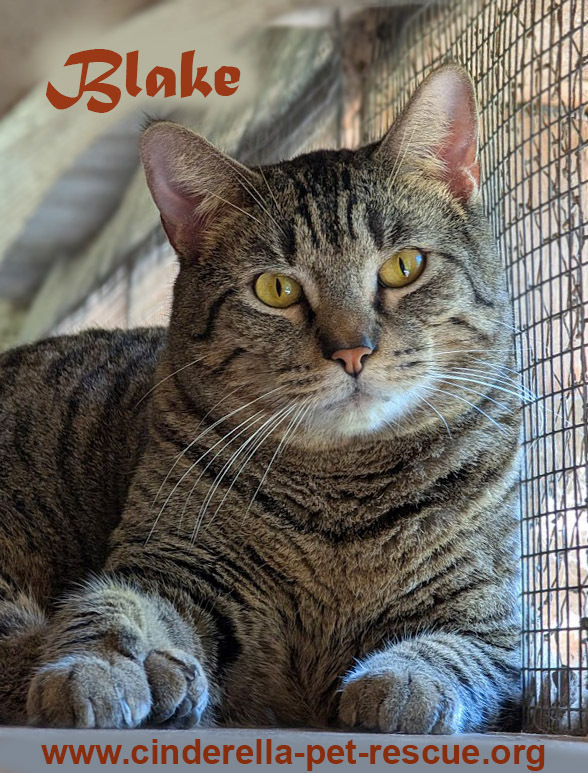 Blake, an adoptable Domestic Short Hair in Mission, TX, 78574 | Photo Image 1
