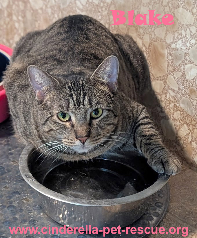 Blake, an adoptable Domestic Short Hair in Mission, TX, 78574 | Photo Image 2