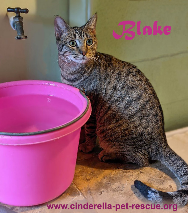 Blake, an adoptable Domestic Short Hair in Mission, TX, 78574 | Photo Image 3