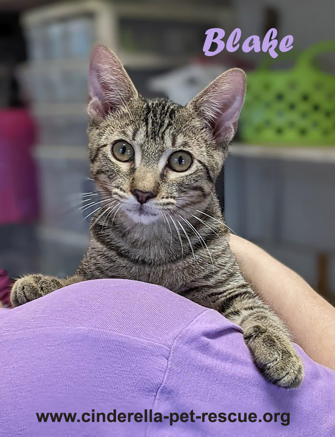 Blake, an adoptable Domestic Short Hair in Mission, TX, 78574 | Photo Image 4