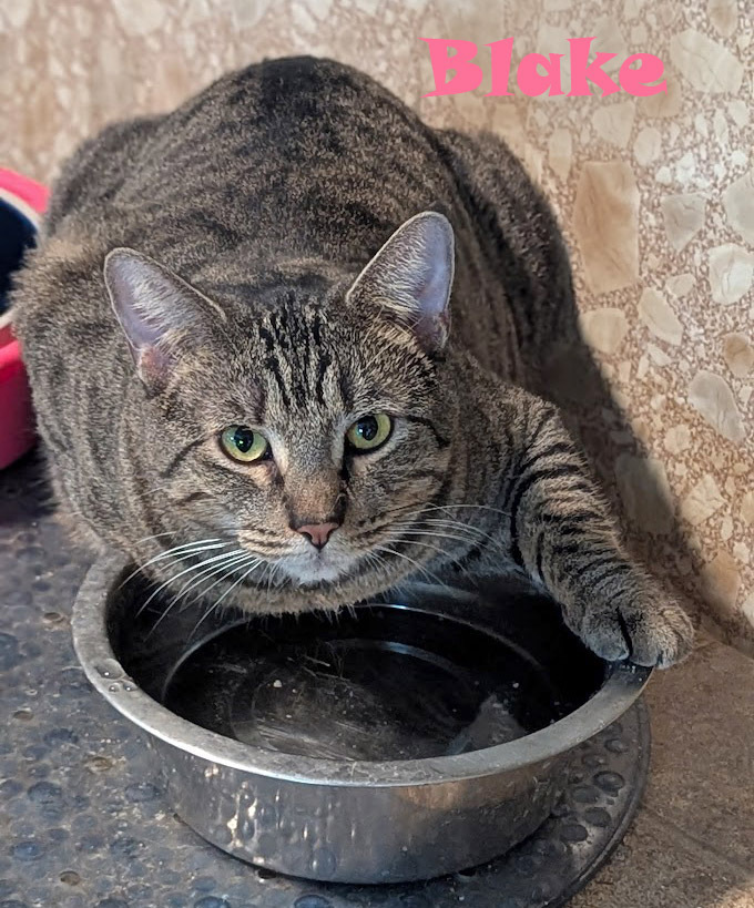Blake, an adoptable Domestic Short Hair in Mission, TX, 78574 | Photo Image 5