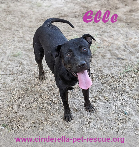 Elle, an adoptable Staffordshire Bull Terrier in Mission, TX, 78574 | Photo Image 1
