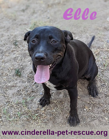 Elle, an adoptable Staffordshire Bull Terrier in Mission, TX, 78574 | Photo Image 2