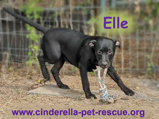 Elle, an adoptable Staffordshire Bull Terrier in Mission, TX, 78574 | Photo Image 3