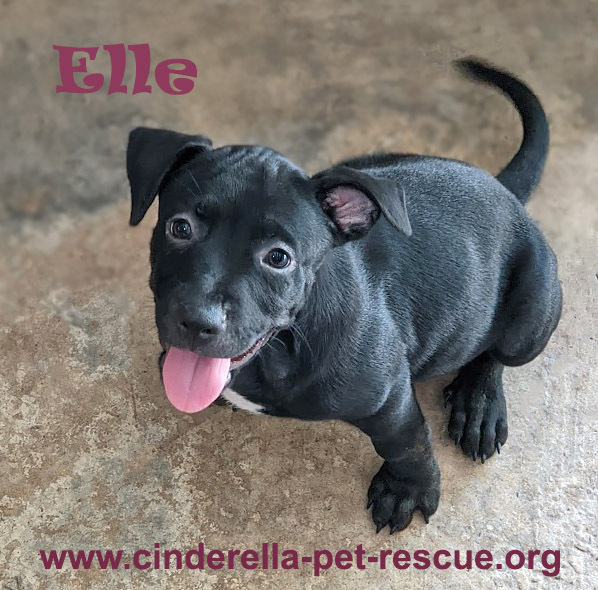 Elle, an adoptable Staffordshire Bull Terrier in Mission, TX, 78574 | Photo Image 4
