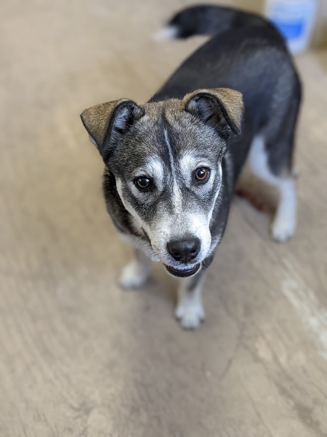 Kala, an adoptable Akita, Husky in Mission, TX, 78574 | Photo Image 1