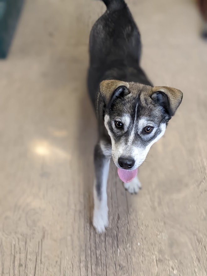 Kala, an adoptable Akita, Husky in Mission, TX, 78574 | Photo Image 2